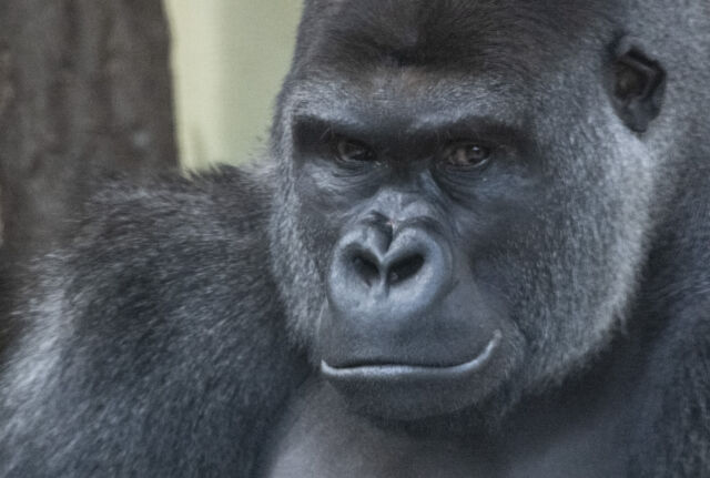 Don't let this male gorillas scowl fool you—he likely lets kids hang around. 