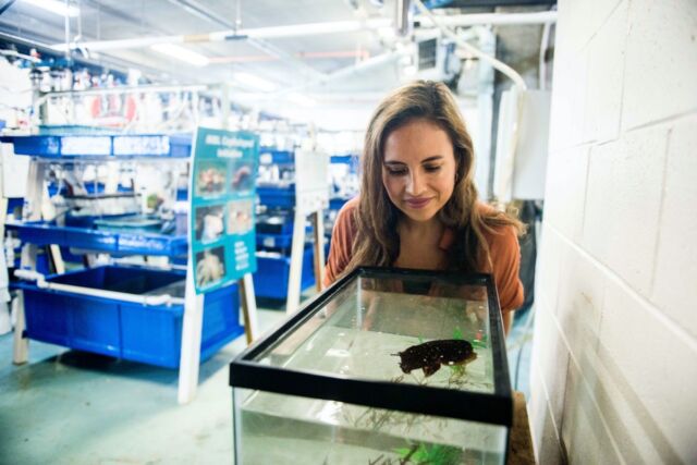 Co-author Alex Schnell (University of Cambridge) with a cuttlefish in a tank at the Marine Biological Laboratory, Woods Hole, Mass.