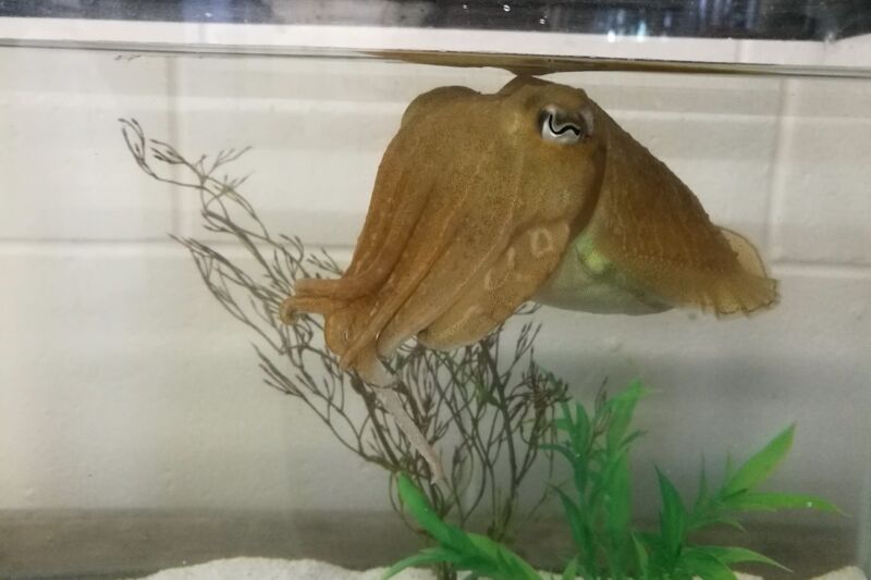 A cuttlefish leisurely hanging out in a tank. A new study found that cuttlefish can remember specifics of place and time for receiving their favorite yummy food rewards.