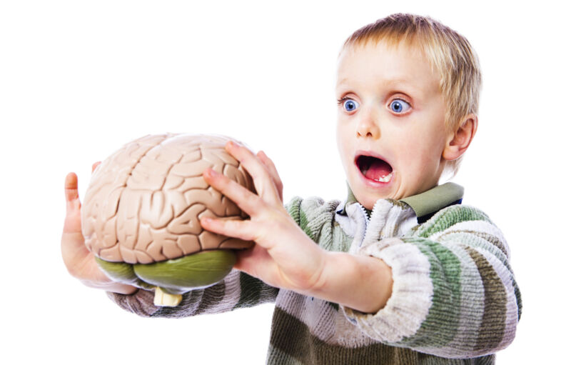 Stock photo of a shocked child holding a model human brain.