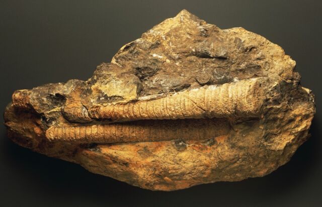 Internal orthocone shell molds of two orthocones, Devonian Period. 