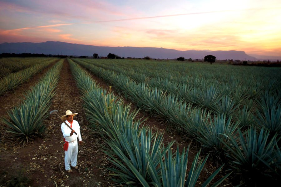 agave landscape