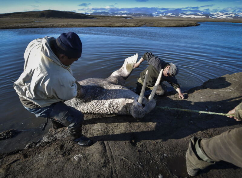 Image of hunters with a walrus.