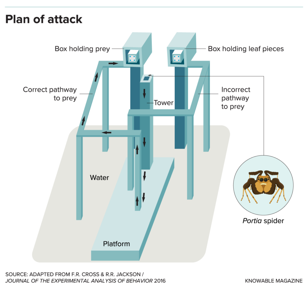 The test setup that was meant to confuse spiders. It failed.