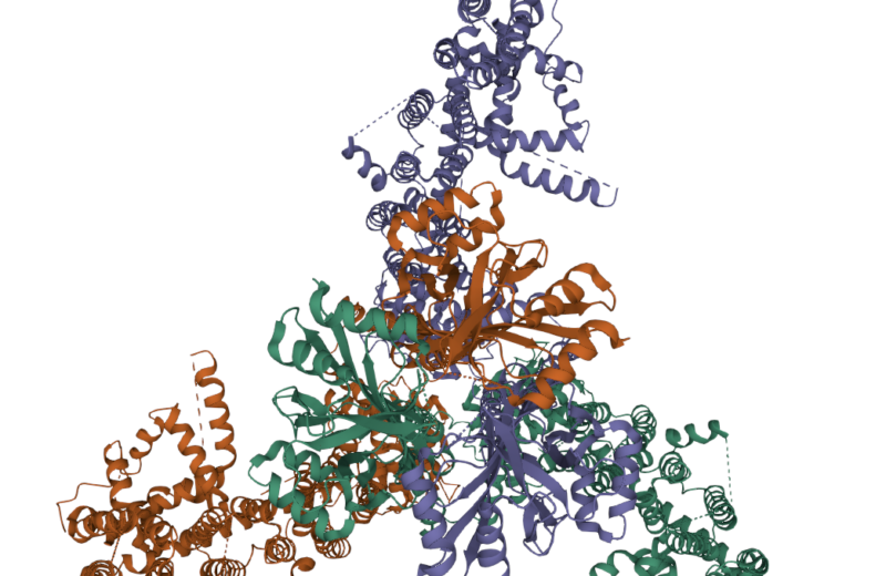 The protein that allows us to sense touch is big and complicated.