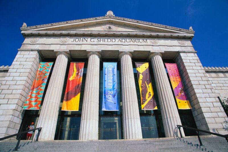 The Shedd Aquarium in Chicago partnered with microbiologists at Northwestern University to find out why chloroquine kept disappearing from the water in the quarantine habitat.