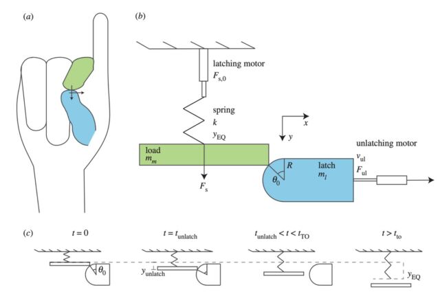 A finger snap modeled as a 1D latch spring system.