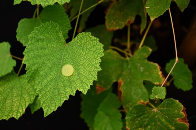 Micro hooks have been designed to penetrate plant cuticle in a barely invasive manner, allowing plants to be monitored and treated. By attaching to the plant, the isomalt micro hooks can connect with the leaf’s vascular system and, as isomalt is soluble, dissolve inside. 