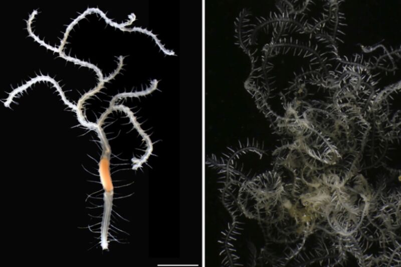 (left) Biologists have named a newly discovered species of branching worm, <em>Ramisyllis kingghidorahi</em>, after Godzilla’s nemesis. (right) Fragment of one specimen of the branching worm.”><figcaption class=