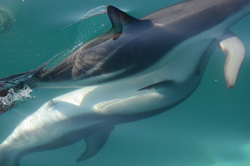 Sure, they look like they're just taking a friendly swim, but these two dolphins are actually aroused. A recent study found that female bottlenose dolphins have large erectile bodies that fill up with blood, large nerves with nerve bundles that end right under the skin, thinner skin on the clitoris body, and genital corpuscles known to be involved in the pleasure response.