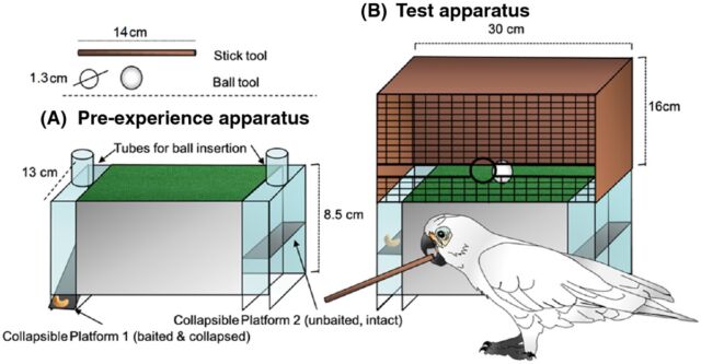 Basic apparatuses used in the new study: (A) Pre-experience apparatus with two insertion tubes; (B) Test Apparatus with frontal grid, lateral slits, and the central insertion hole.