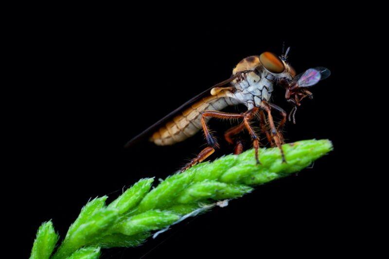 A miniature predatory robber fly (<em>Holcocephala fascia</em>) feeds on a captured rove beetle. A new study reveals that the fly approaches its prey from underneath, aiming for a future meeting point wth the target.”><figcaption class=