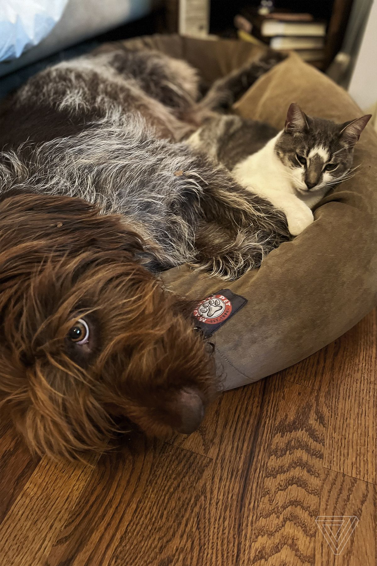 Gus the dog and Smokey the cat