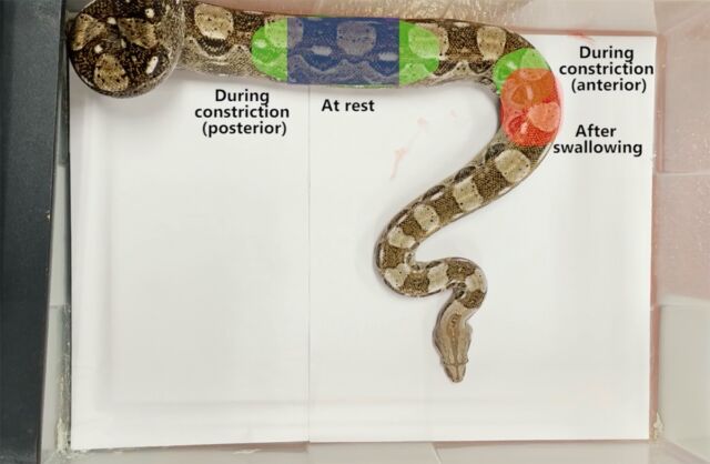 The different rib regions a boa constrictor uses to breathe while resting, constricting prey, and digesting a meal.