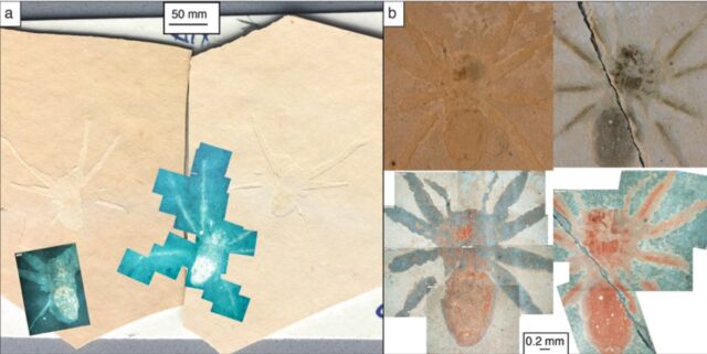 Part and counterpart of two fossil spiders shown in plain light and under UV illumination.