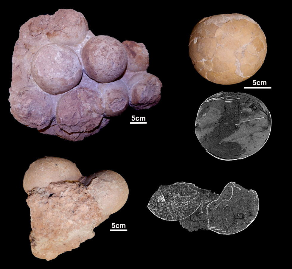 Nest with up to 10 eggs, isolated eggs and images obtained by computerized tomography showing the thin thickness of the eggshells and the absence of embryonic remains inside. 