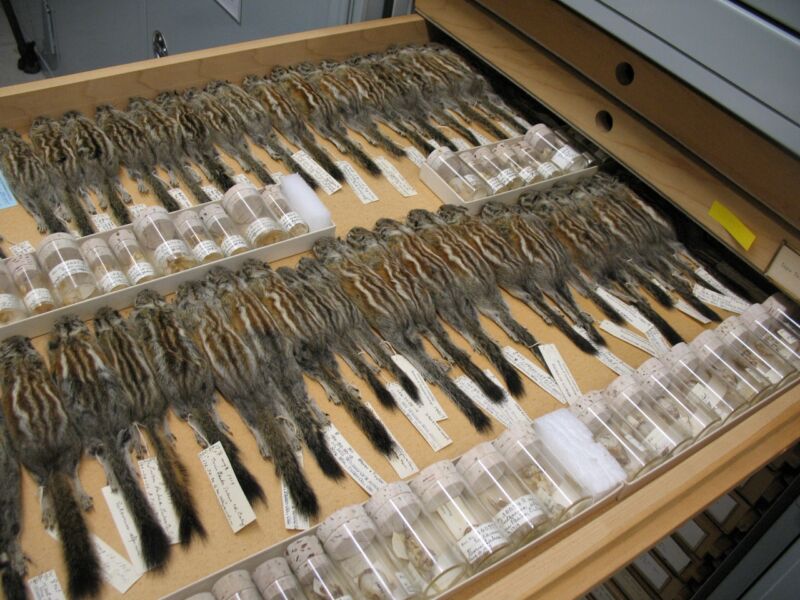 Alpine chipmunks collected by pioneering naturalist Joseph Grinnell in the early 20th century are still preserved at the Museum of Vertebrate Zoology at the University of California, Berkeley. Recently, geneticists used DNA extracted from them to trace how the chipmunks have evolved. Museum collections like this can give researchers at time machine to the past. (<a href="https://creativecommons.org/licenses/by-nc/2.0/">CC BY-NC 2.0</a>)”><figcaption class=