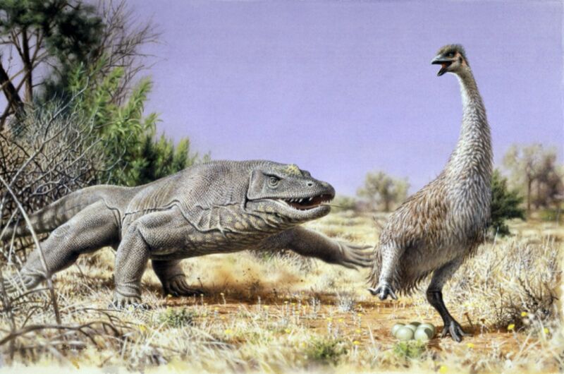 Detail from an illustration of <em>Genyornis</em> (aka the "Demon Duck of Doom") not looking so tough as it is chased from its nest by a Megalania lizard in prehistoric Australia.”><figcaption class=