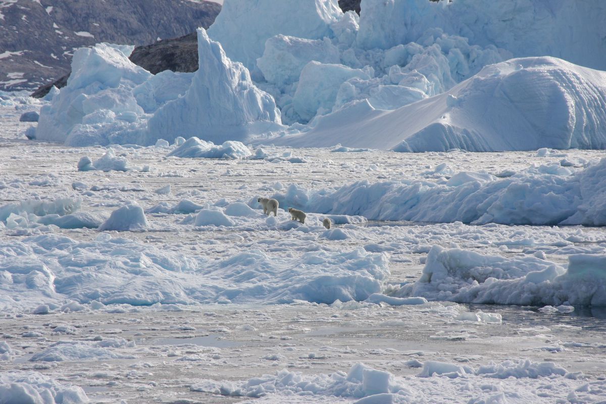 A family of polar bears in Southeast Greenland.