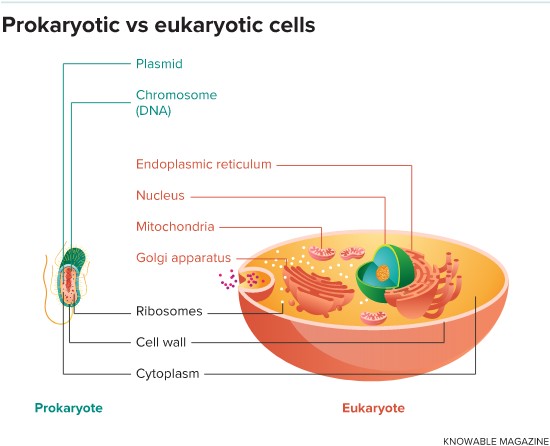 Prokaryotic cells—modern-day bacteria and archaea—tend to be small and simple, with few internal structures. Eukaryotic cells such as those of modern-day plants and animals are much more sophisticated. They have many internal structures, or organelles, that carry out specific functions.