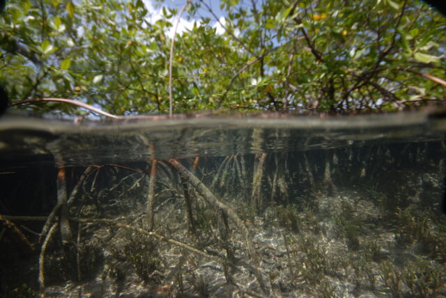 Views of the sampling sites among the mangroves of Guadeloupe archipelago in the French Caribbean, April-May 2022. 