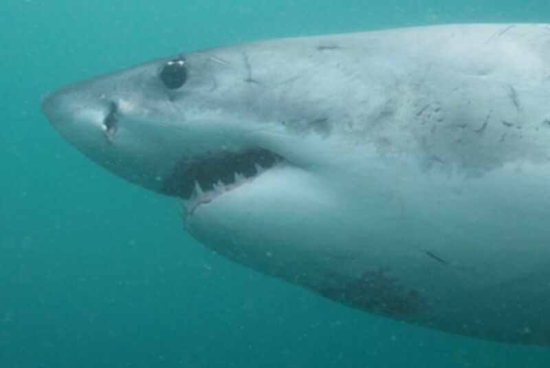 A Great White shark swims off the coast of South Africa. The new NatGeo documentary <em>Camo Sharks</em> explores whether these apex predators of the deep are capable of changing color to better sneak up on prey.”><figcaption class=