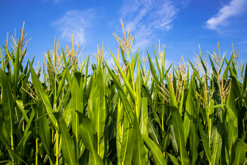 Abundantly growing corn plants in a cornfield against a a sunny blue sky.