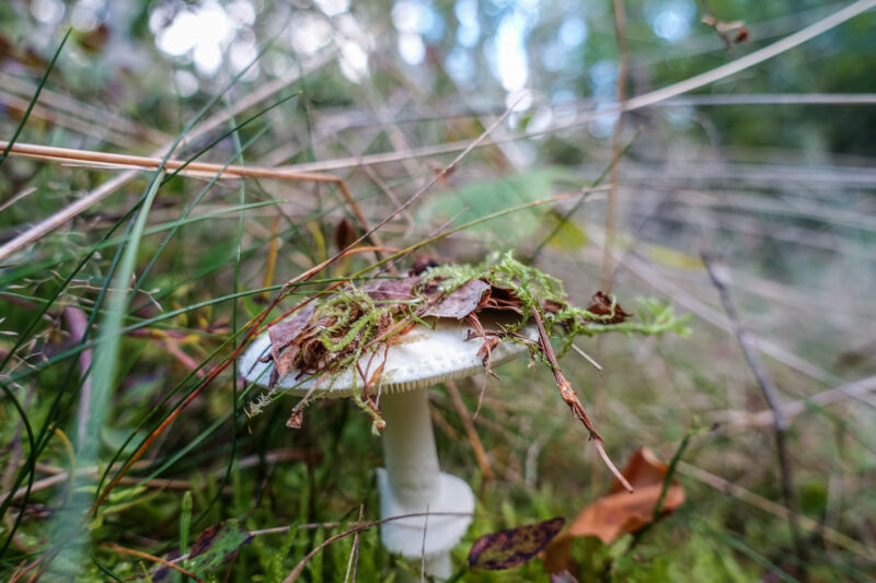 Deadly poisonous mushroom Destroying Angel (<em>Amanita virosa</em>) is seen in Otomin, Poland on September 29. In Poland, there are several hundred mycelial poisonings every year.”><figcaption class=