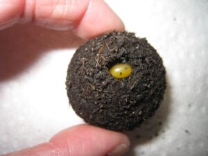 An egg is visible in the center of a brood ball from a female rainbow scarab beetle (Phanaeus vindex).