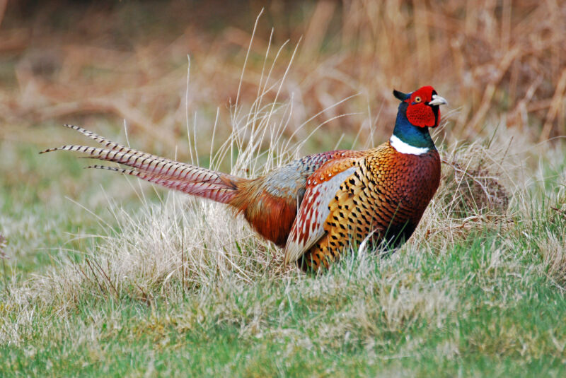 Image of a colorful bird in a field.