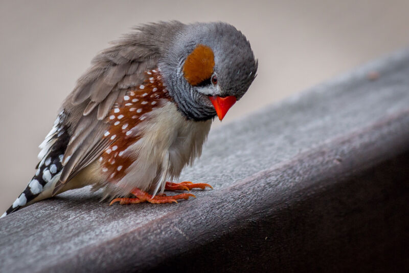 Bird perched on a rail, looking downcast