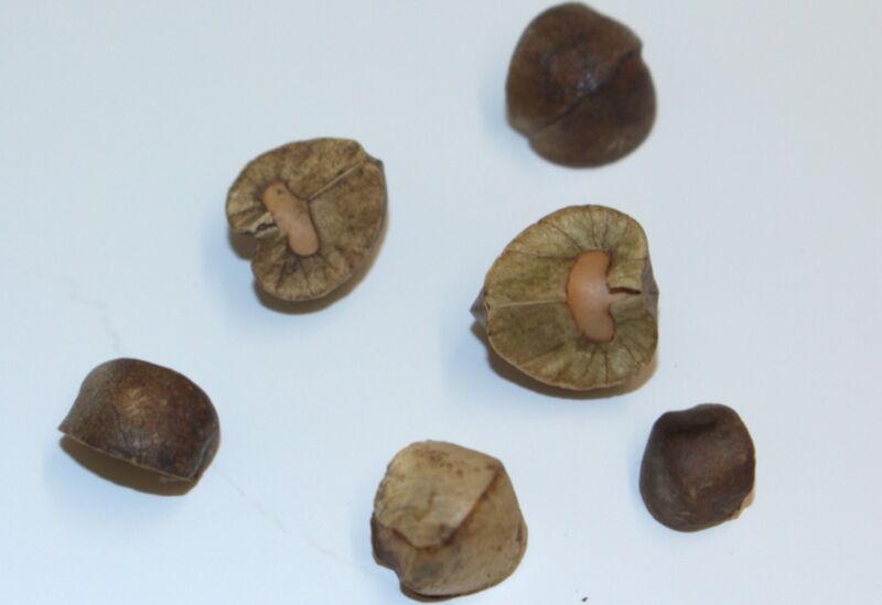 Mexican jumping beans are actually seed pods from a shrub native to Mexico with moth larvae living inside.