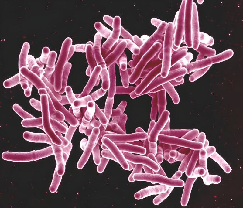 Scanning electron micrograph of Mycobacterium tuberculosis bacteria, which cause TB.