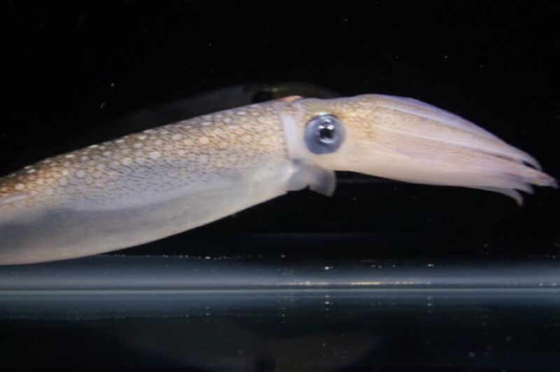 Certain squid have the ability to camouflage themselves by making themselves transparent and/or changing their coloration. 