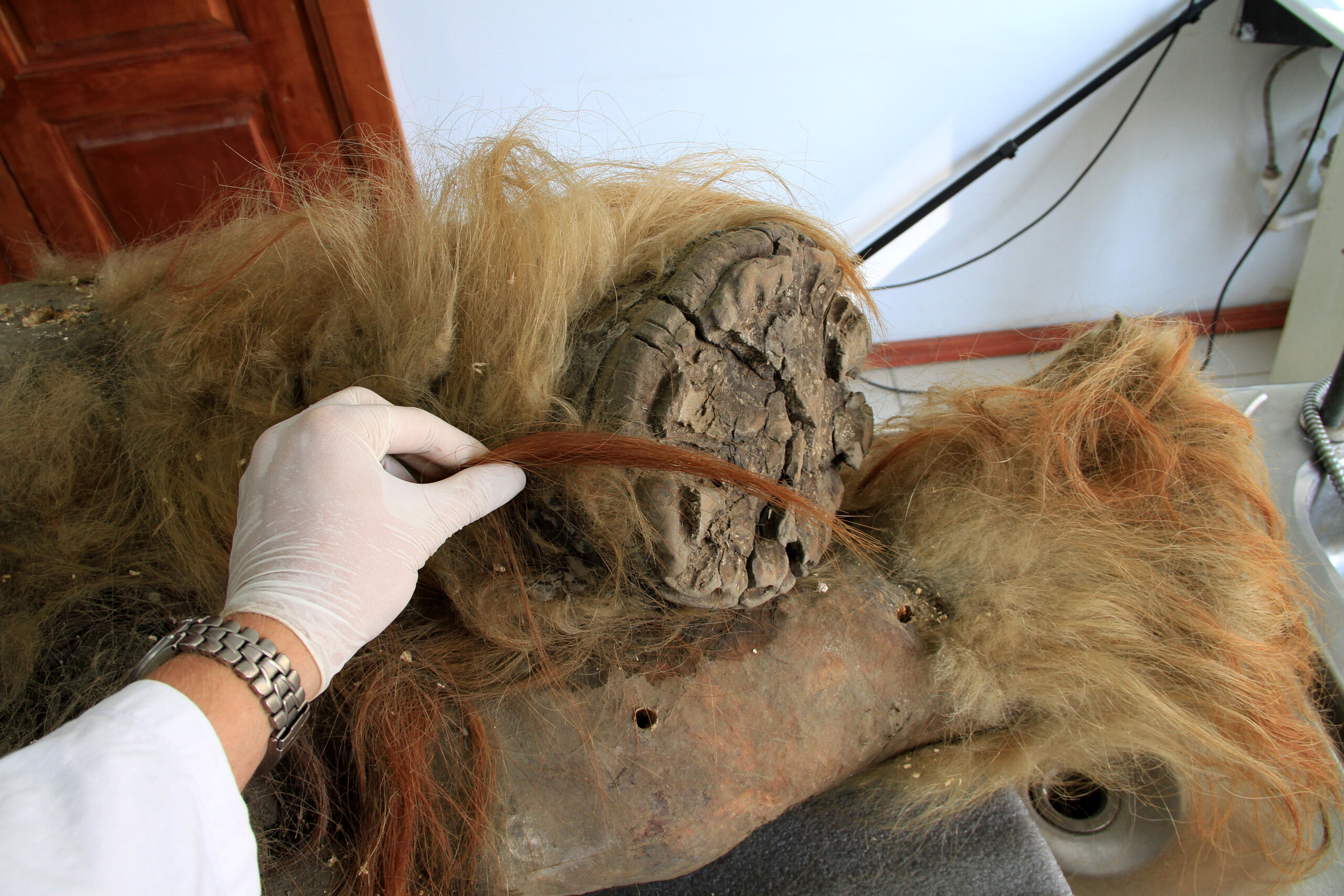 The distinctive fur of the mammoth may be the product of numerous genetic changes.