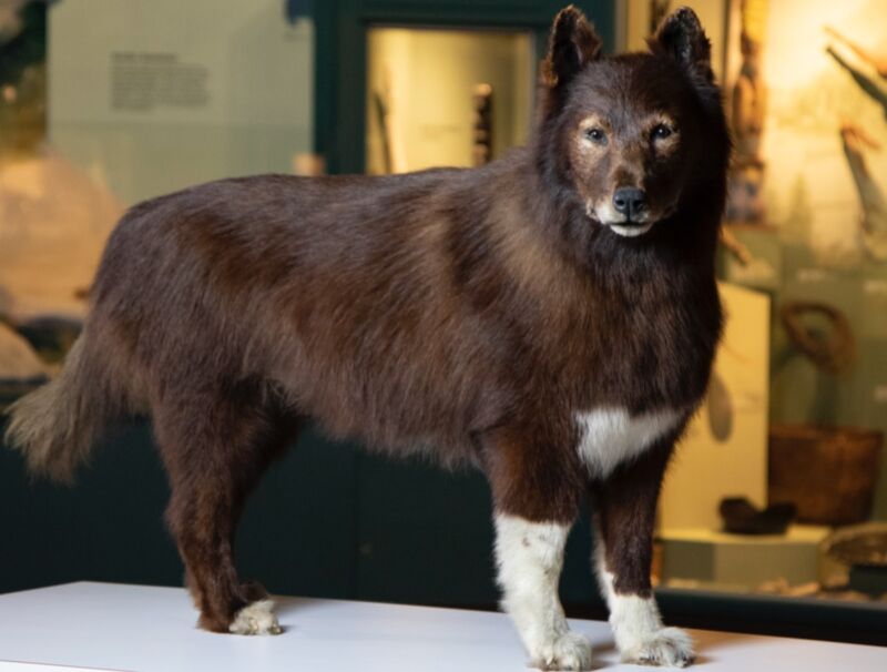 After Balto died in 1933 at the Cleveland Zoo, his taxidermy mount was put on display at the Cleveland Museum of Natural History.