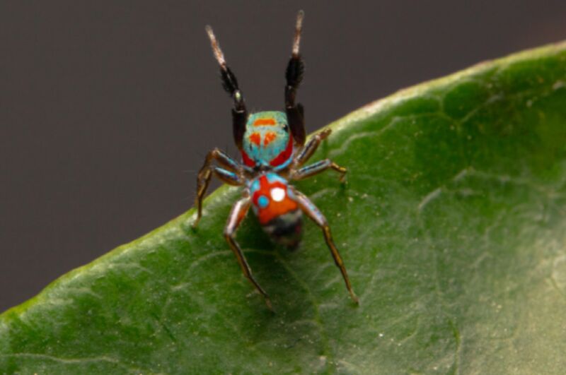 The colorful jumping spider <em>Siler collingwoodi</em> mimics the walk of an ant to evade predators. “><figcaption class=