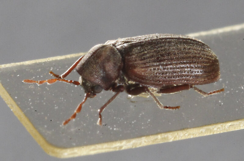 The common furniture beetle (<em>Anobium punctatum</em>).”><figcaption class=