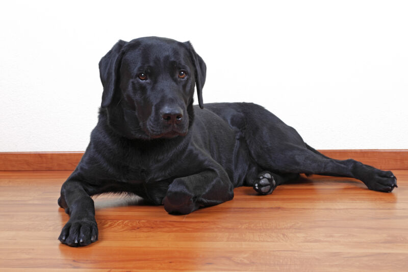 A black Labrador retriever. 