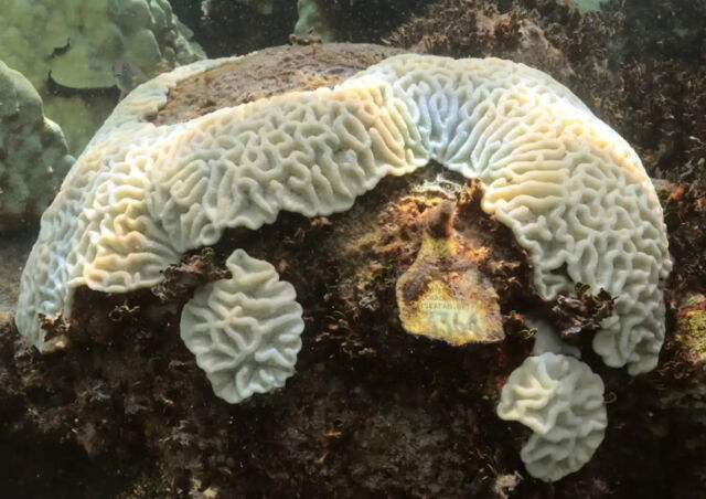 A bleached mound of coral at the Cheeca Rocks monitoring site in the Florida Keys National Marine Sanctuary that had been previously tagged shows the coral skeleton.