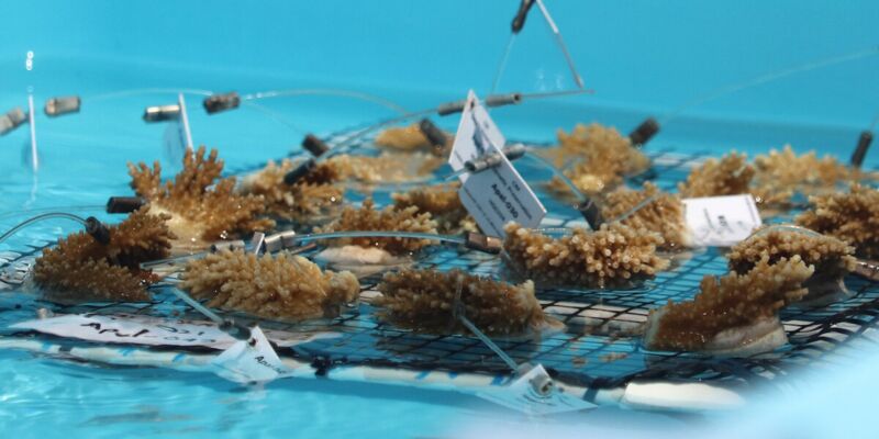 Coral fragments in a nursery