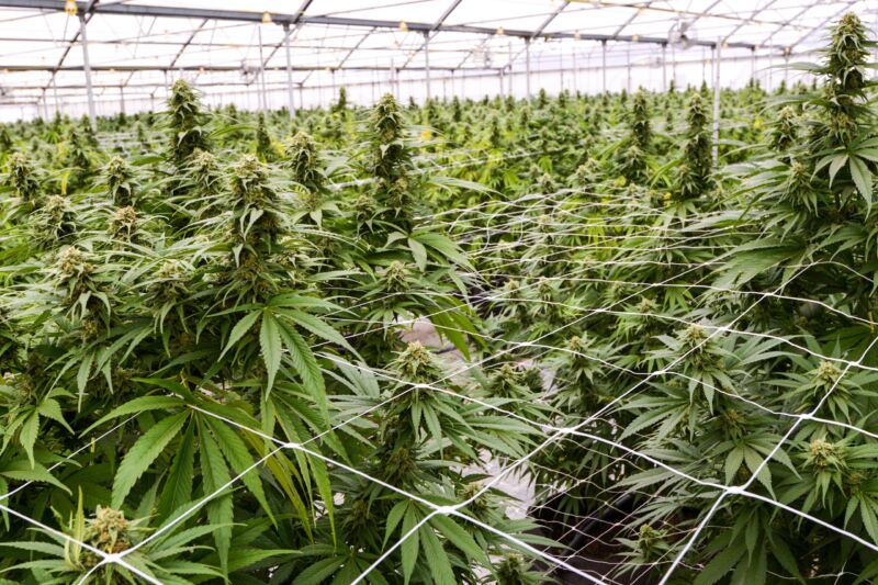 Life is strict and regimented for these industrial cannabis plants.