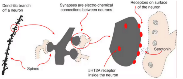 Tiny spines along a neuron’s branches are a crucial part of how one neuron receives a message from another. 