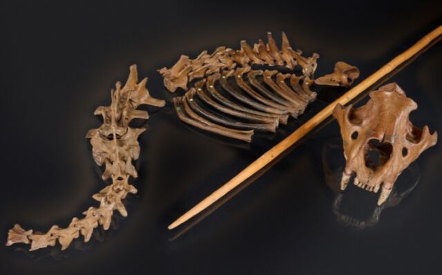 Cave lion remains displayed alongside reproduction of a wooden spear similar to those used by Neanderthals.