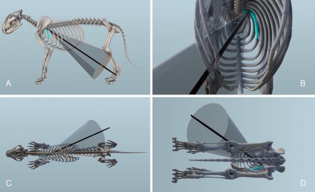 Digital ballistic reconstruction of the Siegsdorf lion spear thrust. (A). standing, lateral view; (B). standing, posterior view of rib cage; (C). lying on right side ventral view; (D). lying, posterior view. 