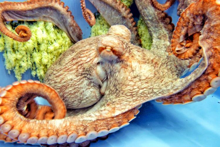 Image of an octopus against a blue backdrop