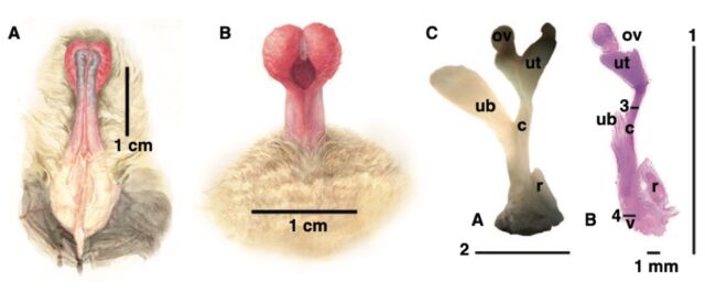 Ventral (a) and dorsal (b) views of the erect penis, plus scaled digital microscope photographs of the female genital tract (c) for comparison.