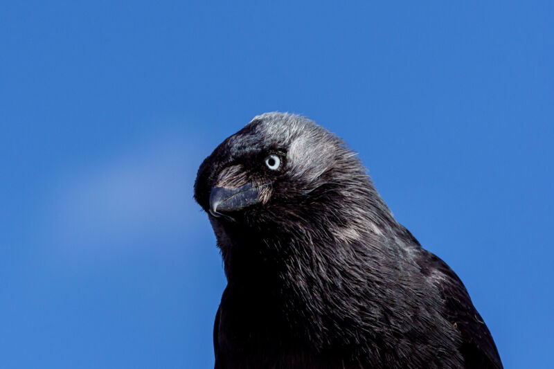 A black bird with yellow eyes against a blue sky.