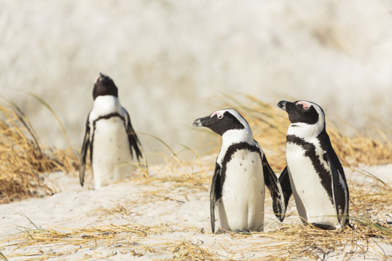 penguins