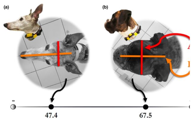 The shorter a dog's head, the higher the "cephalic index" (CI).